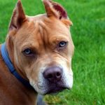 Sonhar com pit bull – O que significa? É bom ou ruim? [RESPOSTAS]