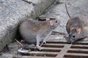 Sonhar com ratazana