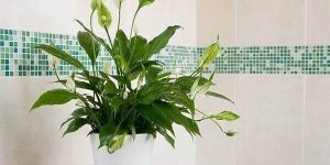 planta lirio da paz