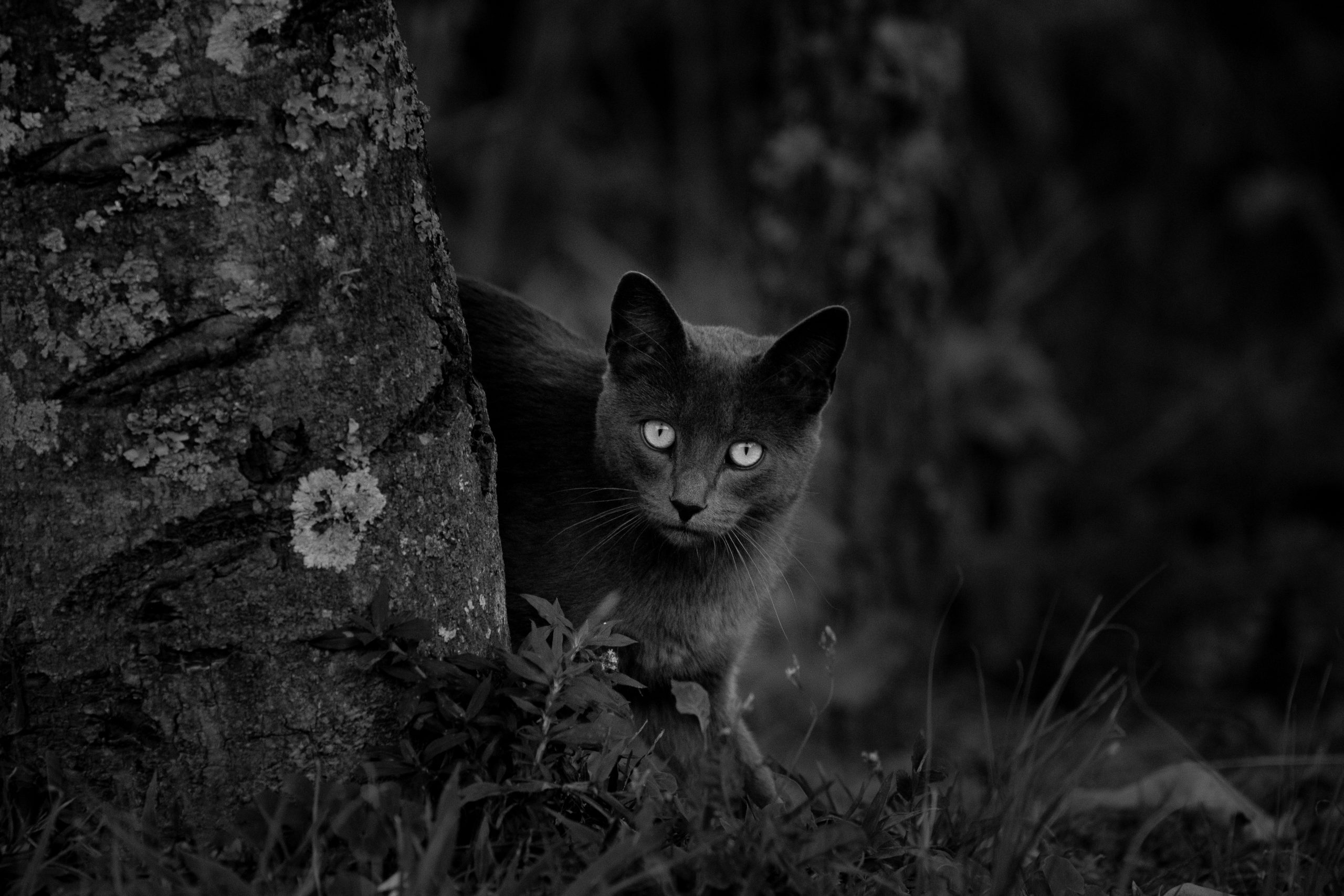 gato preto dá azar gato preto dá azar