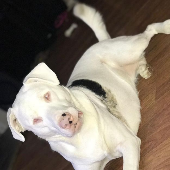 A reação surpreendente desse cachorro cego