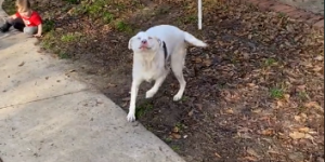 A reação surpreendente desse cachorro cego