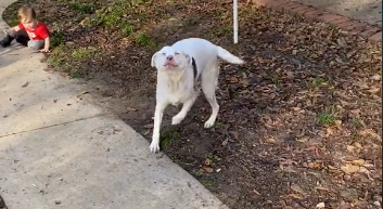 A reação SURPREENDENTE desse cachorro cego com seu melhor amigo