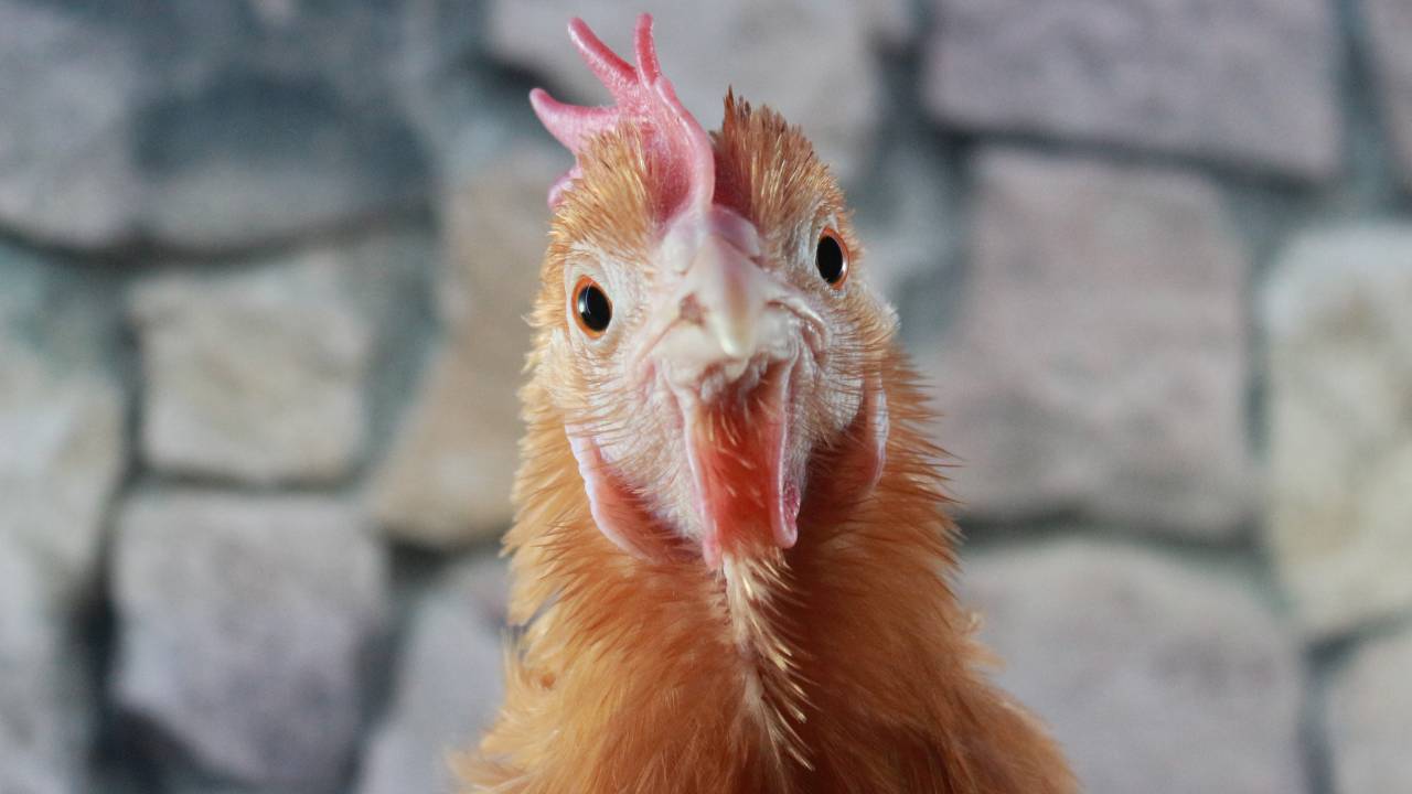 Sonhar com galinha o que significa