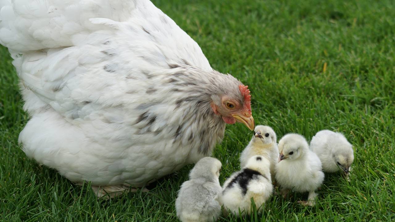 Sonhar com uma galinha botando ovos ou com pintinhos
