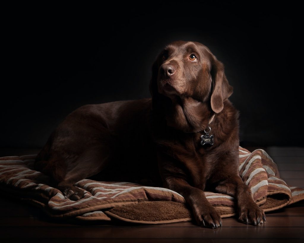 Raças de cães para cada signo - Labrador: companheiro para Capricórnio