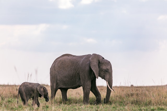 Animais podem ser mais inteligentes - Elefante
