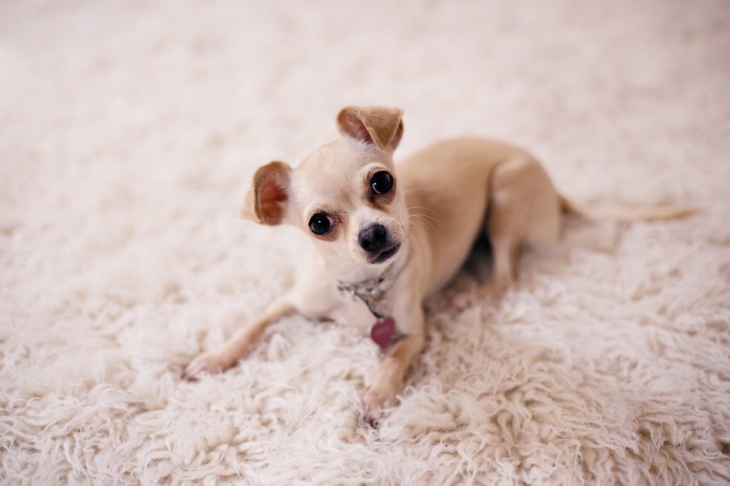 Chihuahua: companheiro Touro