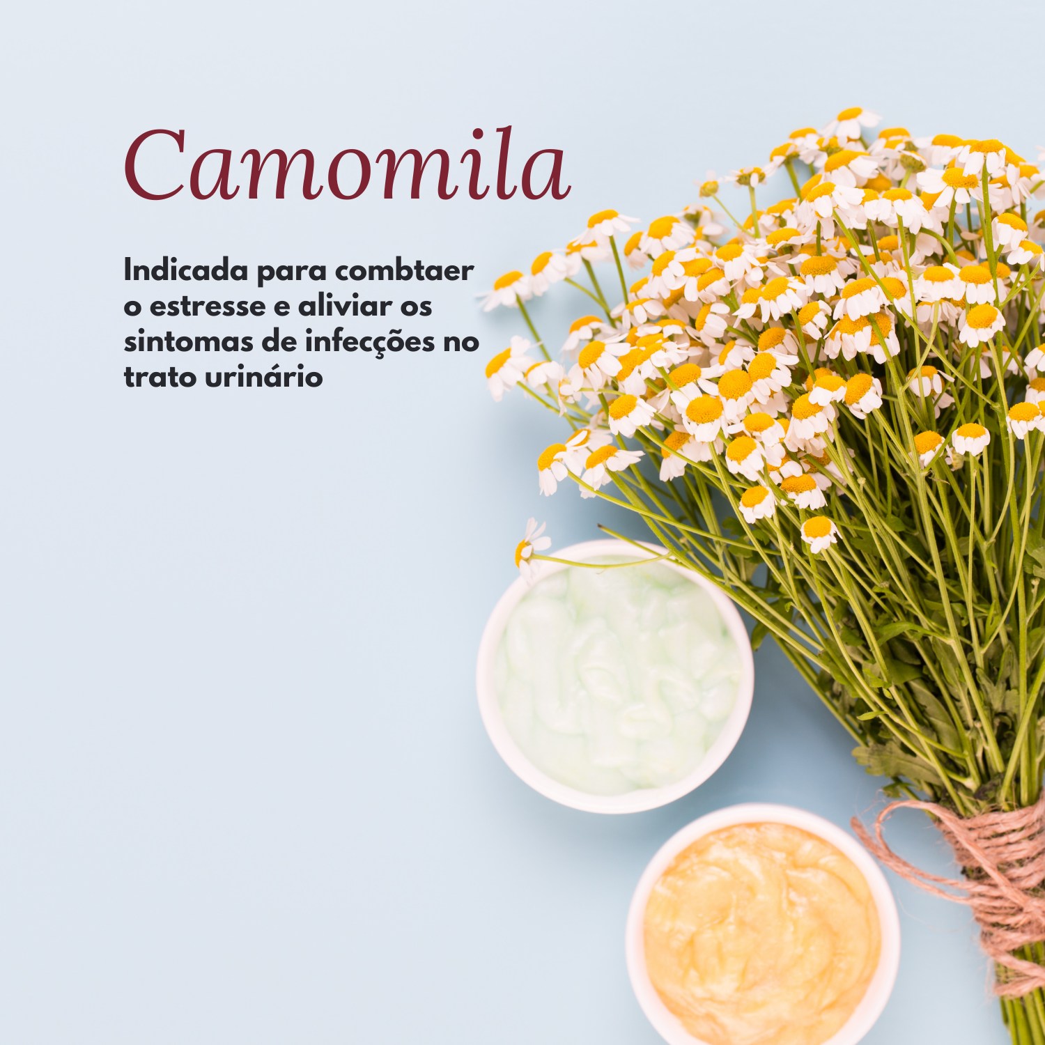 para que serve camomila aromaterapia para que serve camomila aromaterapia