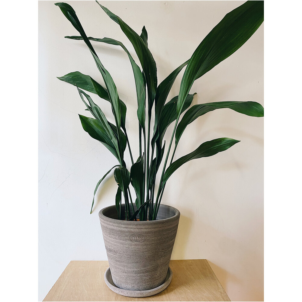 Aspidistra (Aspidistra Elatior) - Plantas para levantar o astral da casa Aspidistra (Aspidistra Elatior) - Plantas para levantar o astral da casa