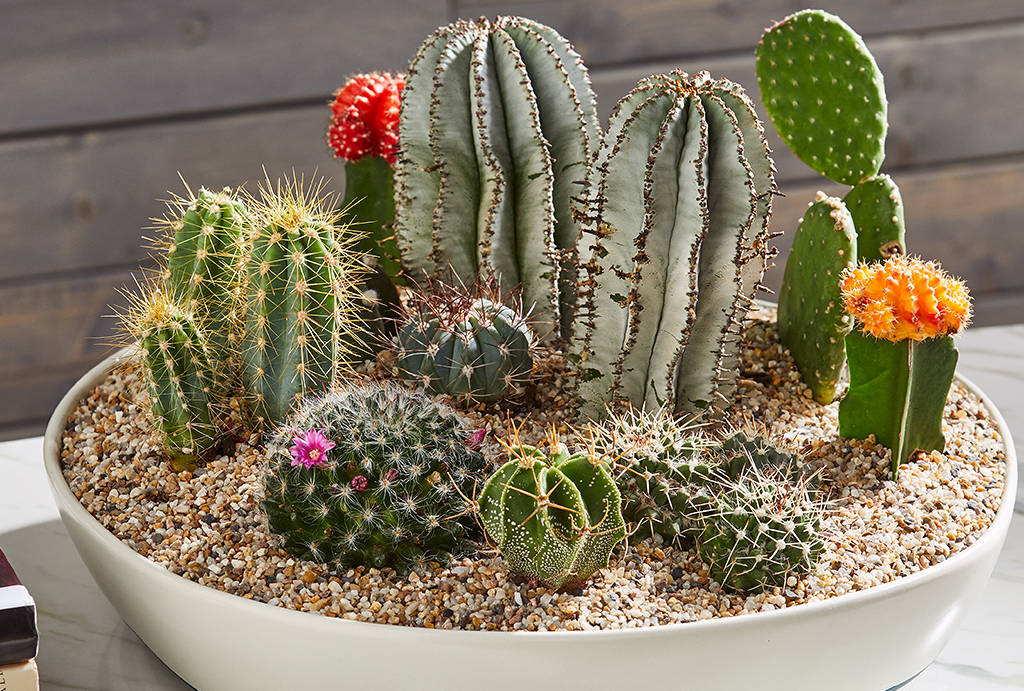 Cactus - Plantas para levantar o astral da casa