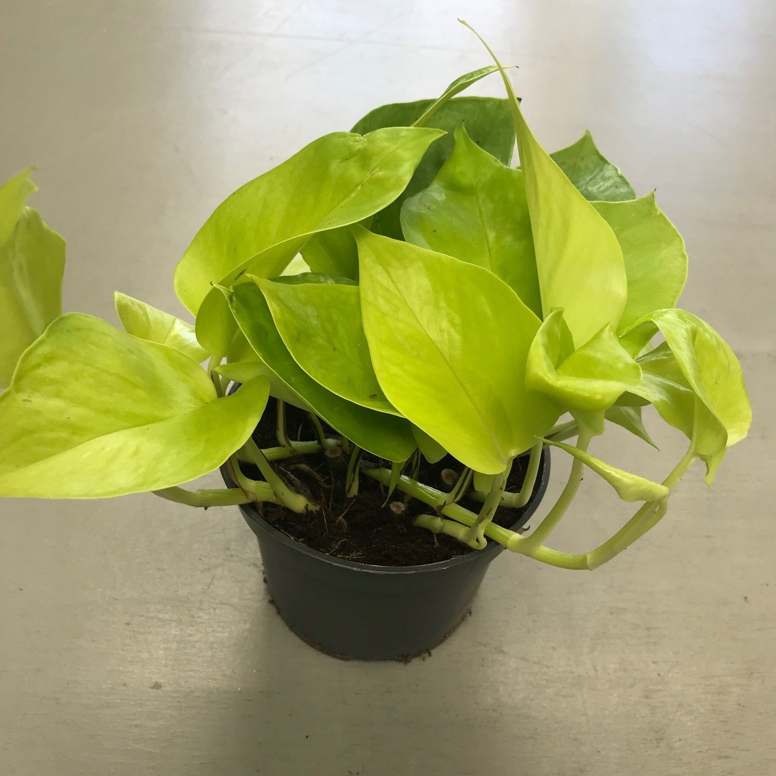 jiboia - plantas para melhorar o astral da casa jiboia - plantas para melhorar o astral da casa