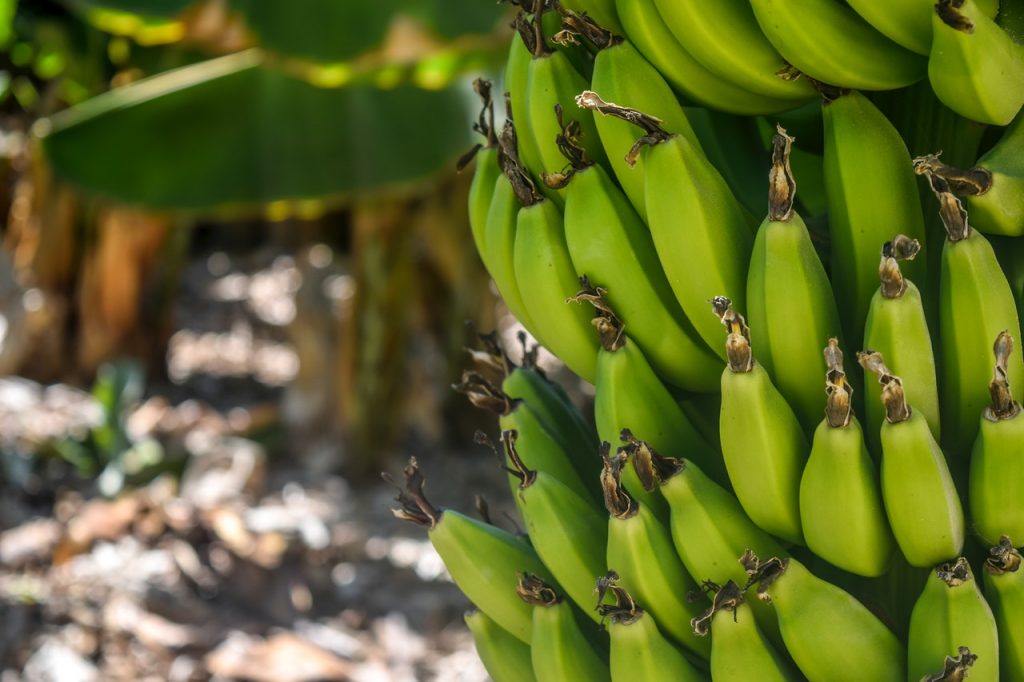 Sonhar com banana verde significa inveja