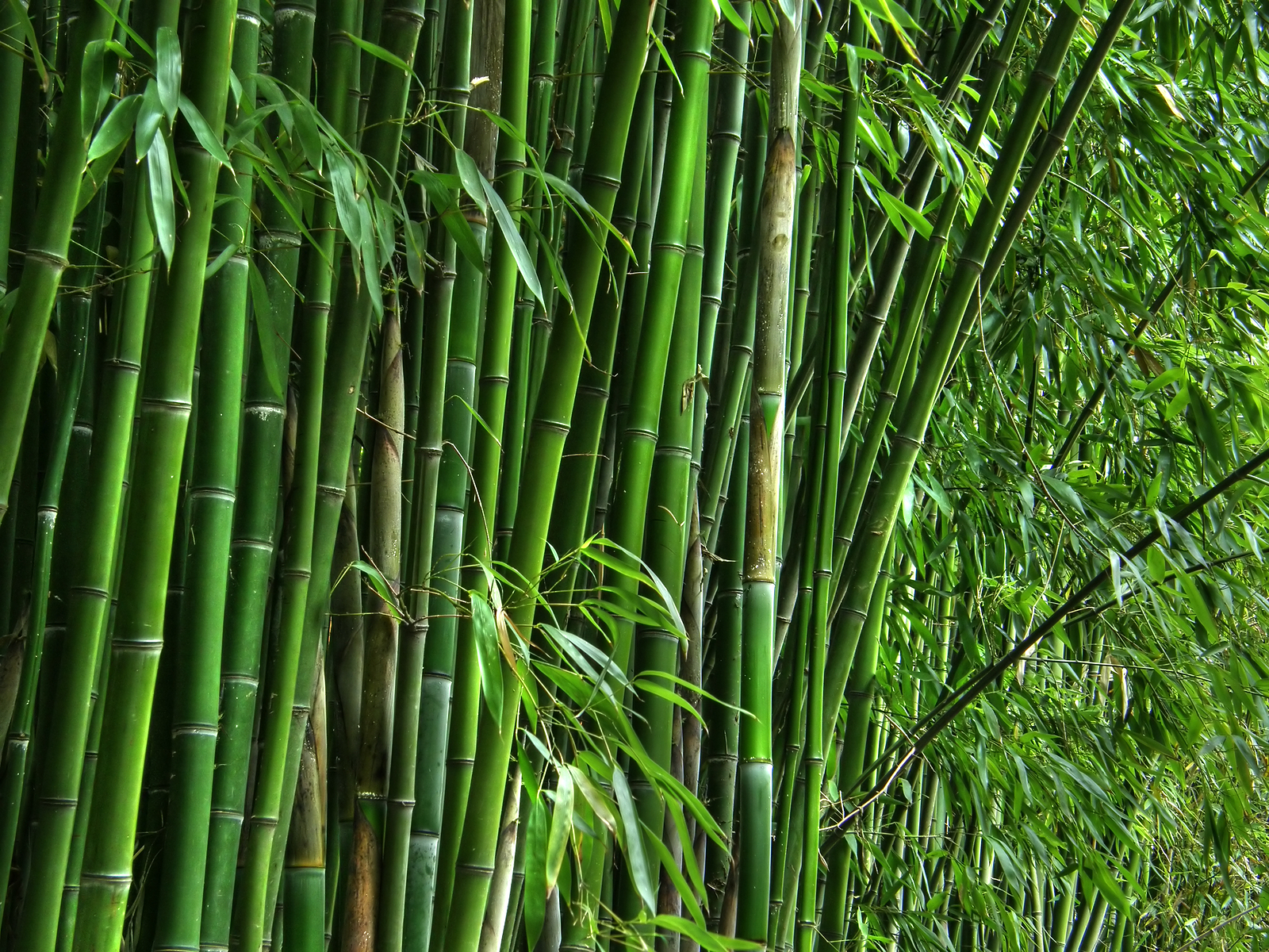 bambu bambu