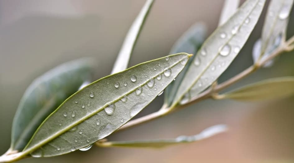 Plantas que curam para ter em casa Plantas que curam para ter em casa