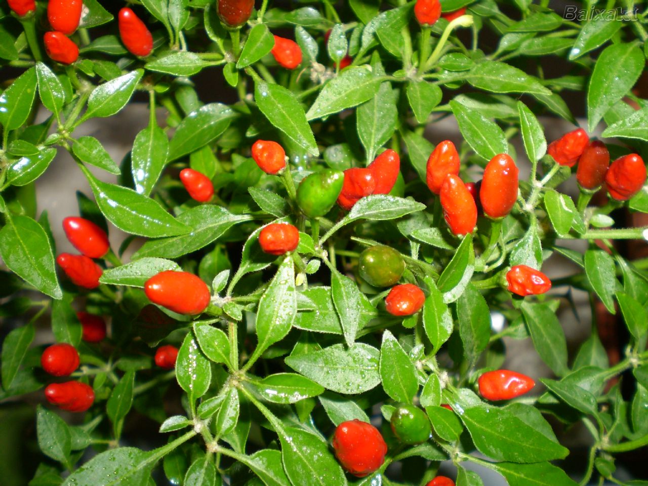pimenteira pimenteira