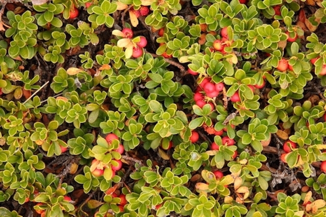 Plantas para infecção urinária Plantas para infecção urinária