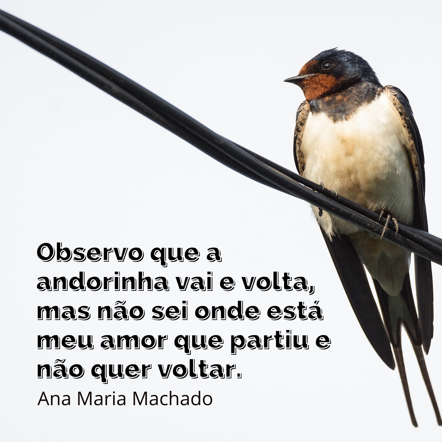 Frases Ana Maria Machado - Poesias Para Mensagens, Fotos e Status Frases Ana Maria Machado - Poesias Para Mensagens, Fotos e Status
