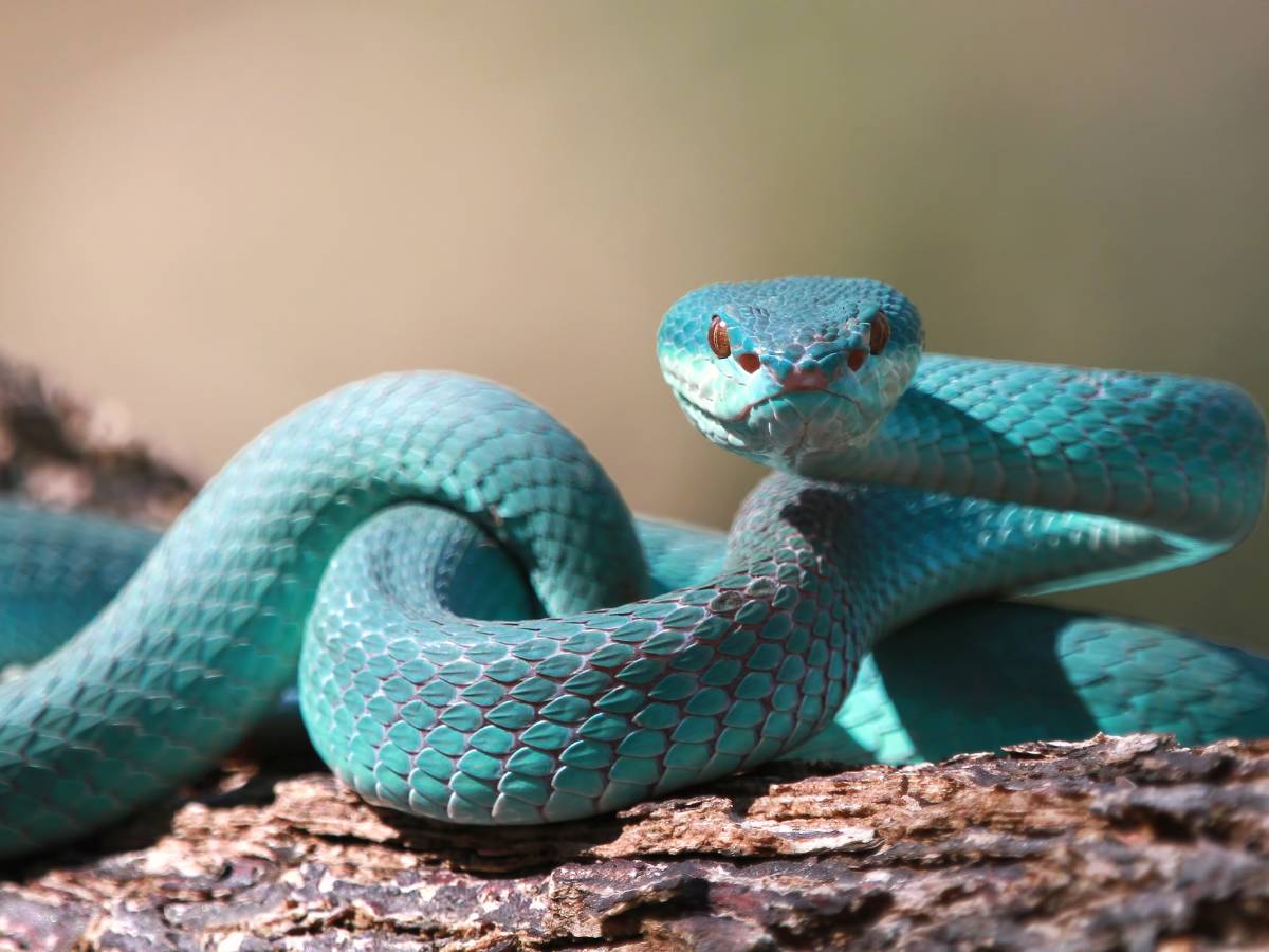 Interpretações de Sonhar com Cobra Preta - É motivo de preocupação?