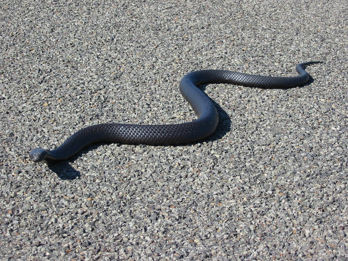 Sonhar com cobra azul - O que significa? Confira aqui!