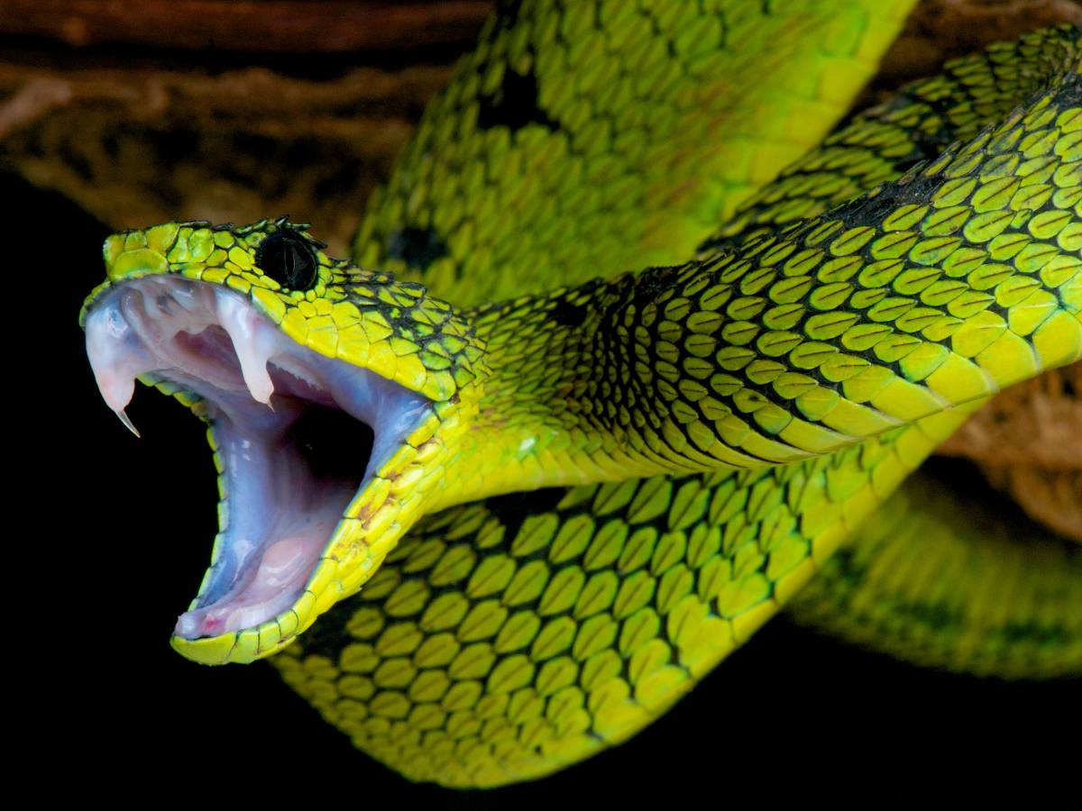 O que significa sonhar com cobra? Morta, cega, amarela, dourada e mais