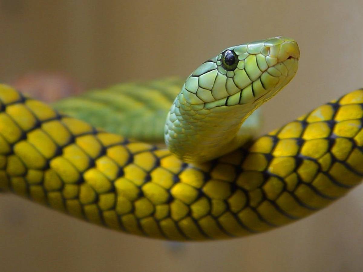 ▷ Sonhar Com Cobra Colorida (12 Significados) 