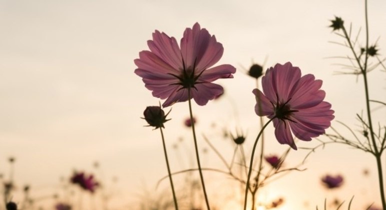Influencia da primavera na vida dos seres humanos Influencia da primavera na vida dos seres humanos