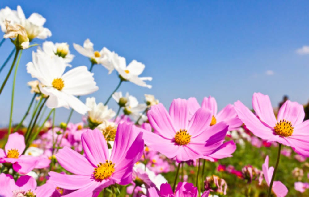 Influencia da primavera na vida dos seres humanos Influencia da primavera na vida dos seres humanos