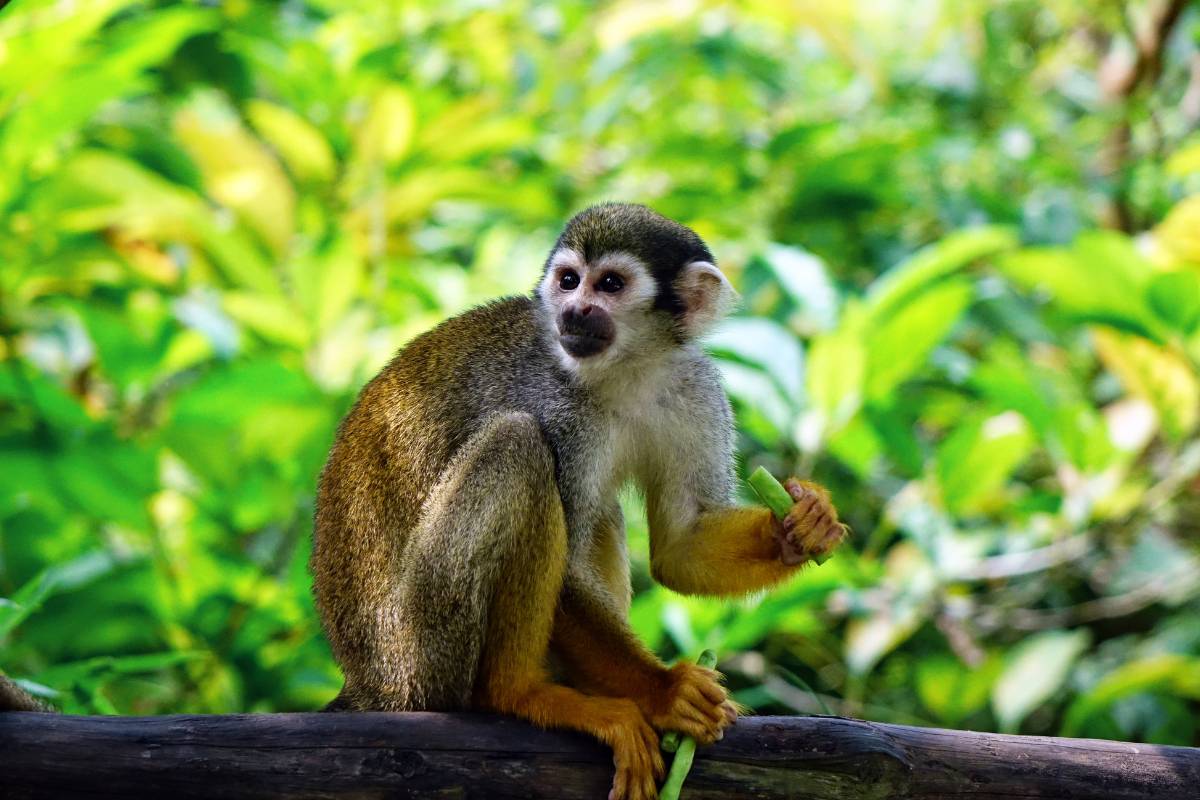 Sonhar com macaco branco: você sabe o que isso significa?