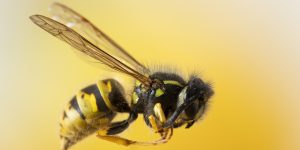 Sonhar com abelha Os significados podem IMPULSIONAR sua VIDA