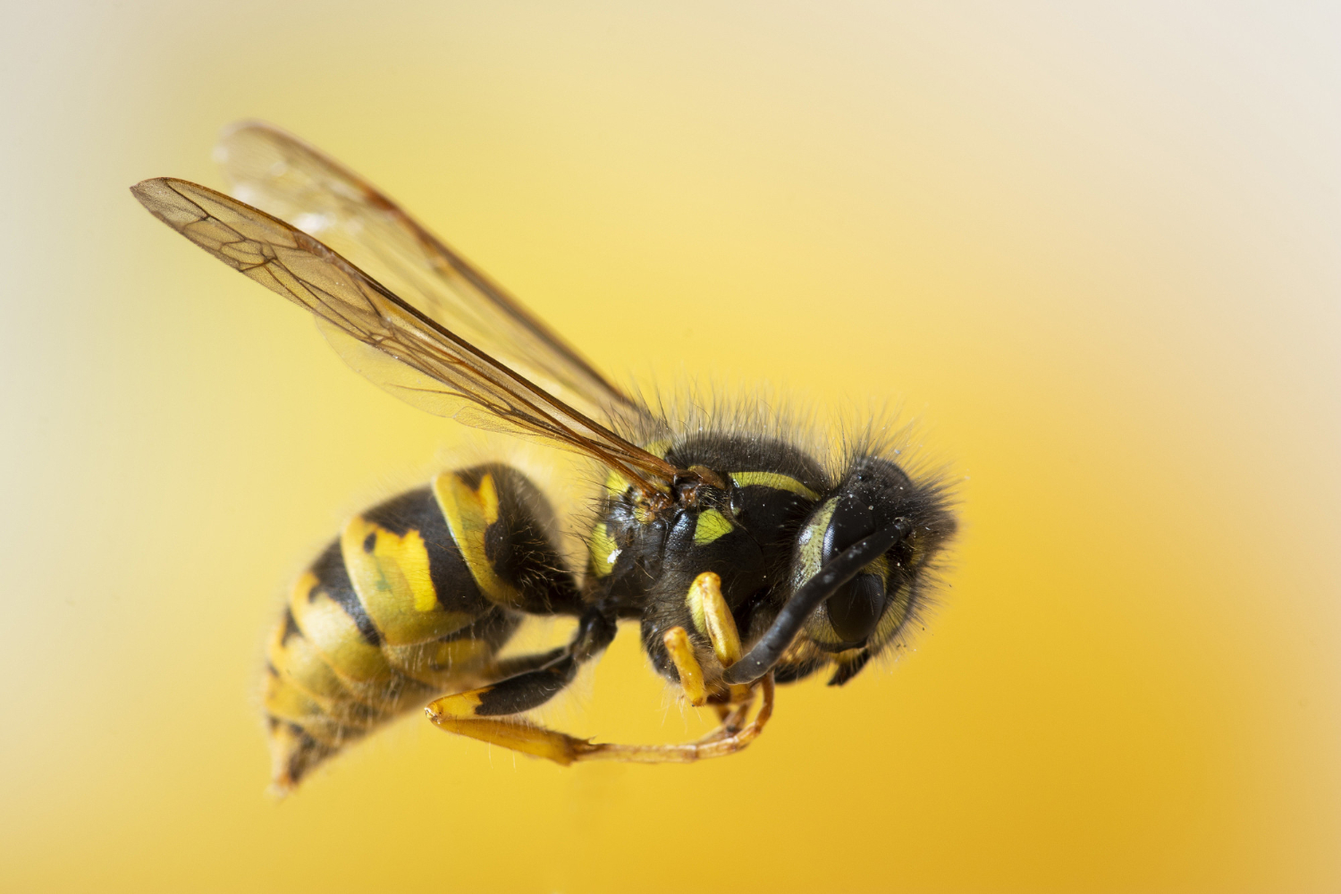 Sonhar com abelha Os significados podem IMPULSIONAR sua VIDA