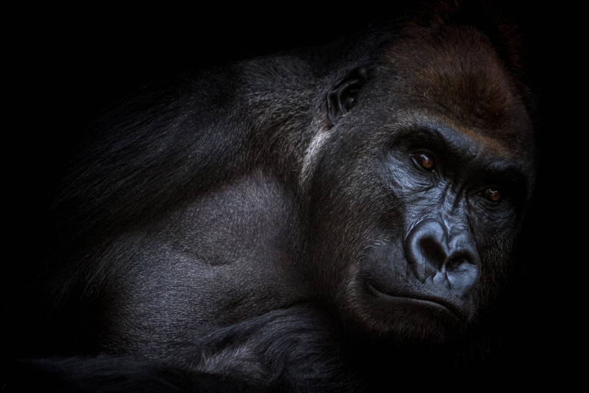 Sonhar com gorila: Significados que DIZEM muito sobre o SONHO