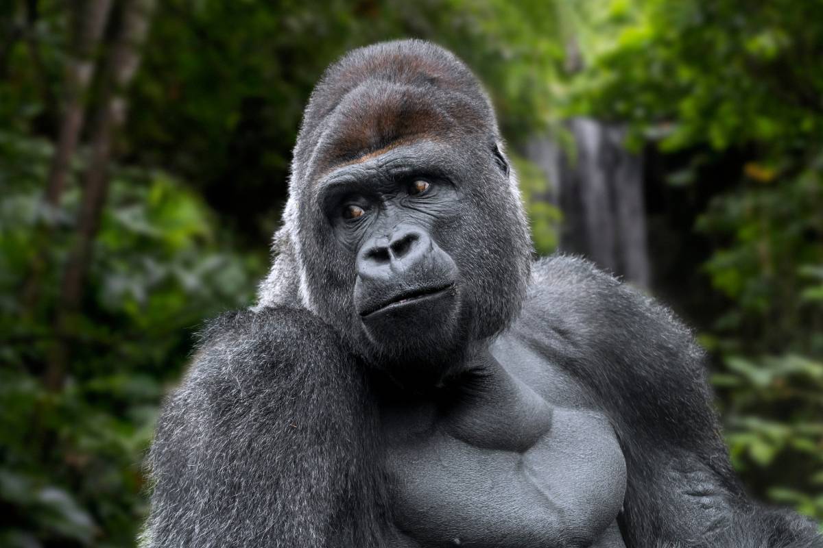 Sonhar com gorila: Significados que DIZEM muito sobre o SONHO