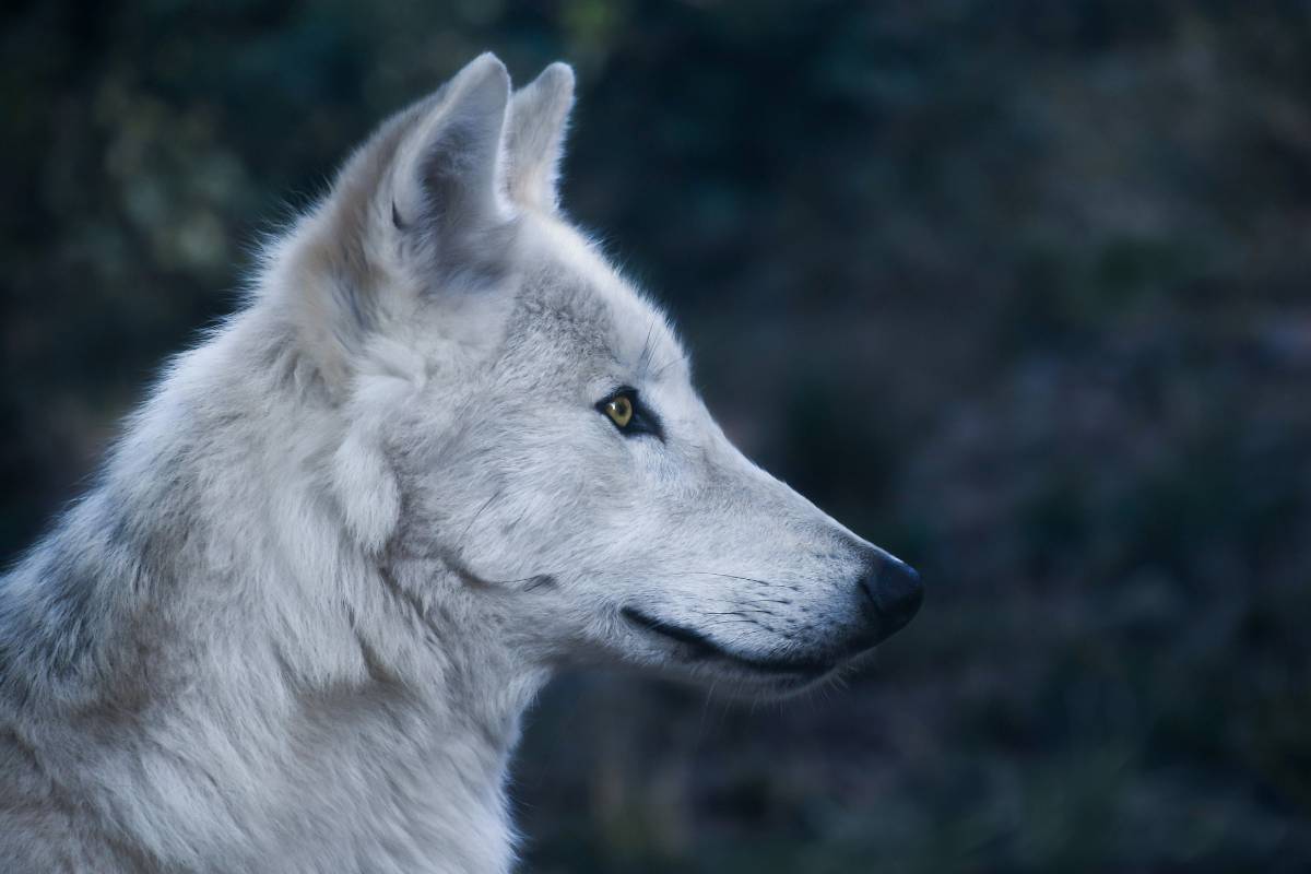 Sonhar com lobos: Entenda os significados aqui!