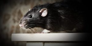 Sonhar com rato preto Como interpretar e qual a sua Simbologia