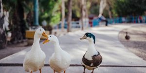(Imagem: Josue Michel/ Unsplash)