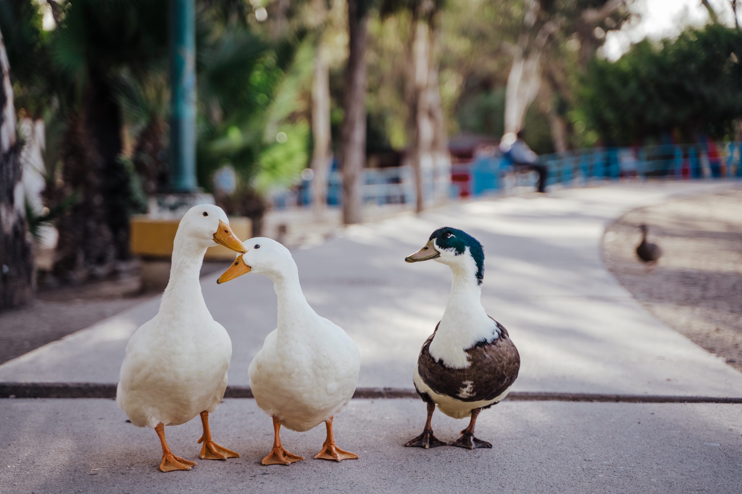 Sonhar com patos:  Esse sonho REVELA muitas coisas que você JAMAIS sonhou