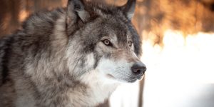 (Imagem: Milo Weiler/ Unsplash)