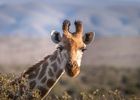 Sonhar com Girafa