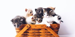 (Imagem: The Lucky Neko/ Unsplash)