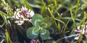 (Imagem: Dustin Humes/ Unsplash)