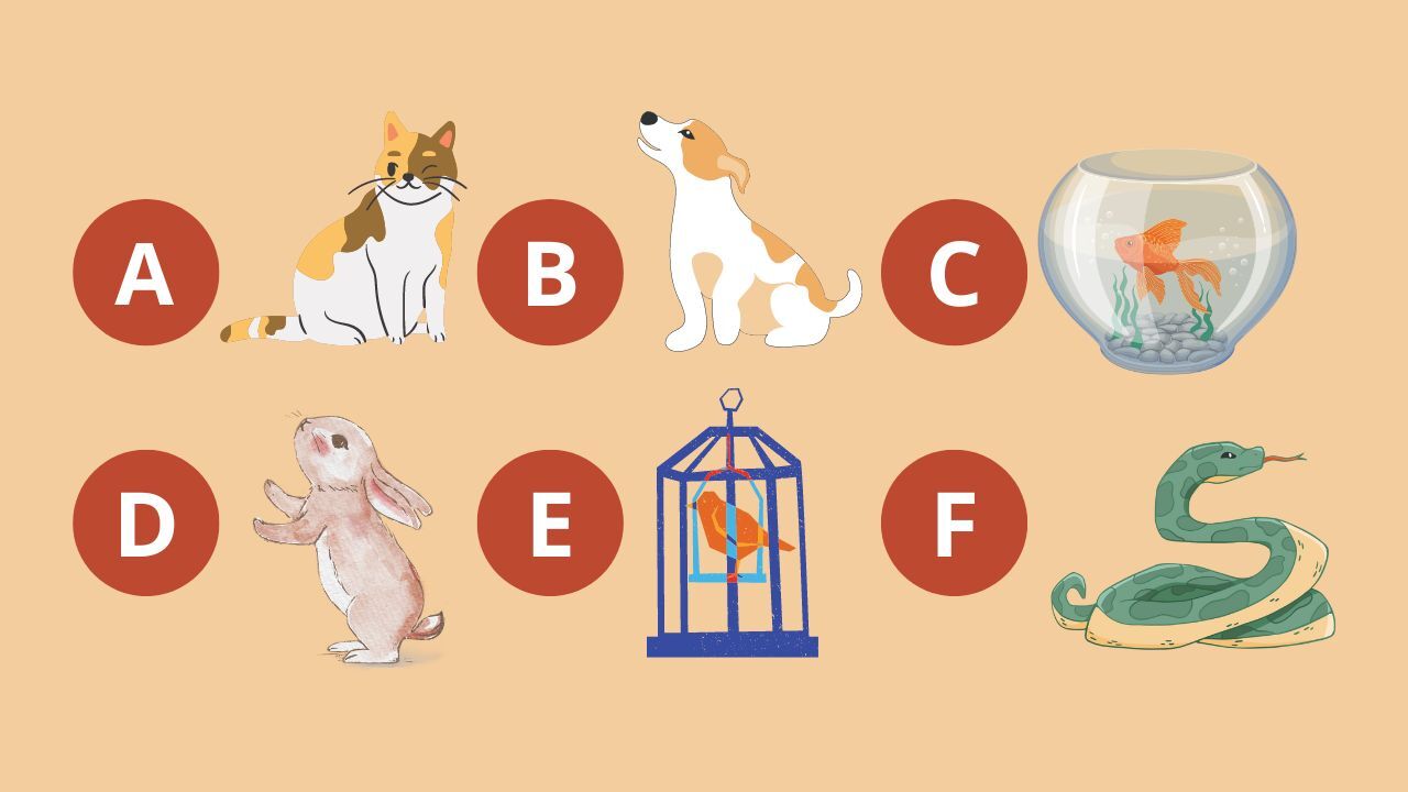 TESTE VIRAL escolha um animal doméstico e descubra sua maior qualidade